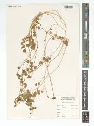 Image result for Viola eminii