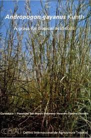 Image result for Andropogon gayanus
