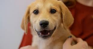 Golden retriever puppies new jersey. New Jersey Says No To Pet Leasing Aspca