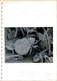 Image result for Allocassine laurifolia