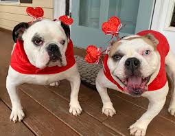 Rescue rehabilitate rehome english bulldogs. River City Bulldog Rescue Home Facebook