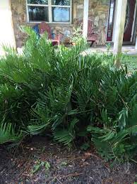 Like all cycads, the coontie has ancient origins. Coontie For Sale Green Seasons Wholesale Nursery