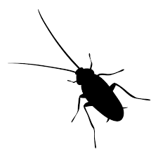 Florida termite & pest control. Soles Exterminating Pest Control Largo Fl Since 1981