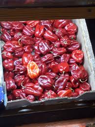 Image result for Capsicum