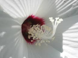 Image result for Hibiscus physaloides