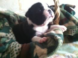 We're the top rated and most experienced pet store in westchester and all of ny. Boston Terrier Pug Puppy For Sale New York