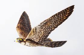 Robot Birds Haven T Taken Over Our Society Yet Robot Bird Bird Strike Bird