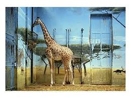 Zoologischer Garten Candida Hofer S Photos Animal Art Giraffe Cave Paintings