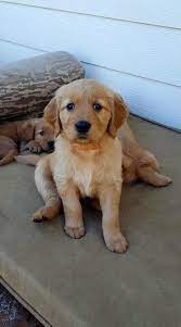 Aspen and sirius a litter of 6 puppies born march 25th the puppies are $1000.00 and we accept deposits of $250.00 to hold the pup of your choice until they are ready to be taken home at 8 weeks old when the balance is due. Ember S Daughter Willows Akc Golden Retriever Puppies Facebook