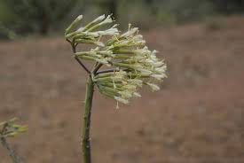 Image result for Kleinia