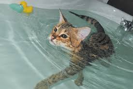 Savannahs makes great family members and are very. Everything You Need To Know About The Savannah Cat Catster