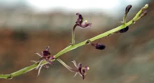 Image result for Liparis nervosa