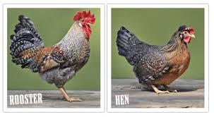 Cream Legbar Autosexing Male And Female Chicks Have Different Markings And Lay Colored Eggs Chickens Backyard Chicken Breeds Cream Legbar Chickens