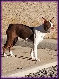 Top angebote für küche & haushalt.kostenlose lieferung möglich Spanky S Boston Terrier Puppies For Sale Start With Awesome Boston Terrier Moms