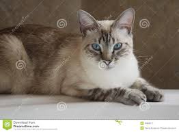 Best siamese breeders & online selling websites. Siamese Cat Price Cat And Dog Lovers