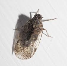 Image result for Pentanisia sykesii