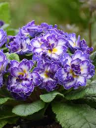 Image result for Primula