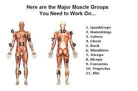 There are 11 major muscle groups of the human body. Pourquoi Tu Gaches Ta Vie These Are The 11 Major Muscle Groups To Work Out