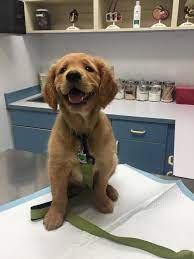 My Friend Has The Most Ridiculously Cute Puppy Cute Puppies Golden Retriever Puppy Golden Retriever