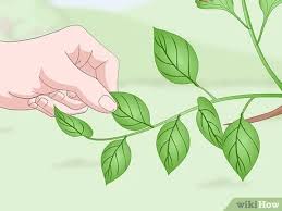 We did not find results for: 3 Ways To Identify Flowers Wikihow