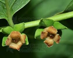 Image result for Diospyros sp. no. 1 sensu FZ