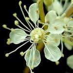 Check spelling or type a new query. Reine Des Pres Bienfaits Danger Posologie Effets Secondaires