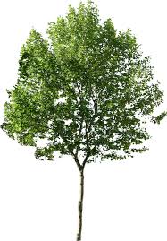 Plane Tree Png 1 114 1 600 Pixels Arvore Png Photoshop Imagens De Arvores