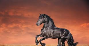 The Fairy Tale Friesian