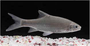 Wang bu liao de ren 忘不了的人 风语 feng yu translate indonesia&inggris. Chromosome Level Genome Of Poropuntius Huangchuchieni Provides A Diploid Progenitor Like Reference Genome For The Allotetraploid Cyprinus Carpio Biorxiv