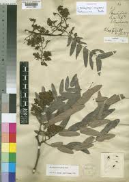 Image result for Brachystegia longifolia