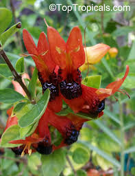 Image result for Ruttya fruticosa