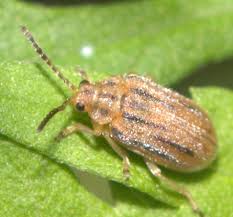 Image result for Otiophora multicaulis