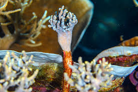 Image result for Scleria xerophila