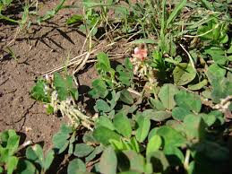 Image result for Indigofera spicata