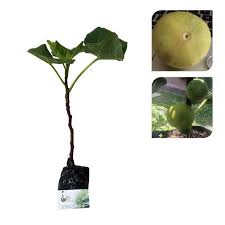 Kami menjual dan membekal pokok tin ke seluruh malaysia pelbagai variasi / jenis pokok tin yang kami bekalkan fb : Pohon Tin Dijual Konstruksi Dan Taman Murah Di Indonesia Olx Co Id