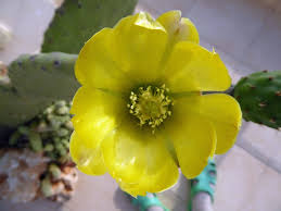 There are two edible parts of the cactus: Making Panokosmos Prickly Pear Jam Panokosmos
