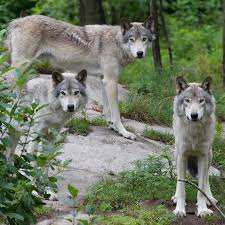 Currently, wolves in canada occupy approximately 90 percent of their . How A Simple Statistical Error Killed 463 Wolves The Atlantic