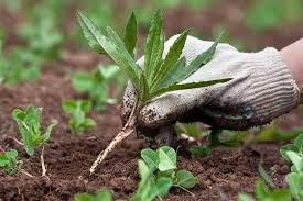 It also makes sense to leave some areas unplanted at first. How To Plant Your First Vegetable Garden Gardener S Path