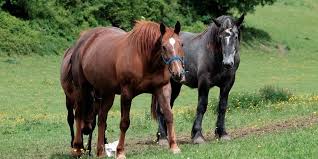 Libre pour usage comal pas d'attribution requise.bienvenue dans la catégorie : Chevaux Mutiles Les Gendarmes Identifient Des Elements De Rites Sataniques Le Point