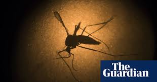 Maybe you would like to learn more about one of these? Genetically Modified Mosquito Larvae To Be Released In Florida Keys Florida The Guardian
