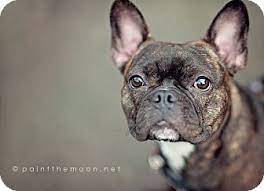 I have 5 adorable, fun, loving, playful french bull dog puppies for sale. Portland Or French Bulldog Meet Pumpkin Punky A Pet For Adoption