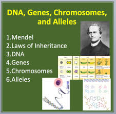 Many traits are influenced by more than one gene and.pic.twitter.com/ytldwnvnee. Alleles And Genes Worksheets Teaching Resources Tpt