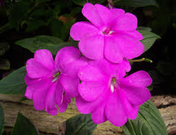 Image result for Impatiens cecilii