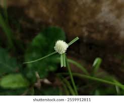 Image result for Kyllinga squamulata