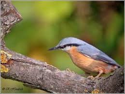 reconnaitre les oiseaux de nos jardins oiseaux des jardins oiseaux oiseaux de france