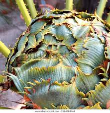 Image result for Zamiaceae