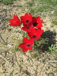 Red Anemones Meitar Forest Israel Unusual Flowers Anemone Red Anemone