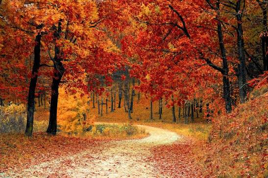 Fall is in the AIR: Lesson Plan Ideas and Activities Centered Around Fall -  AIR Childcare Training Solutions