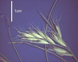 Image result for Rytidosperma davyi