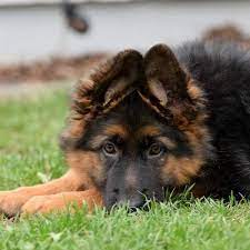 To put your name down for interest in this litter please email, message. I M All Ears German Shepherd Breeder Puppies For Sale Haus Amberg Shepherds